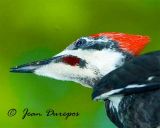 Pileated Woodpecker