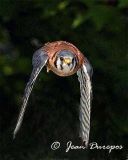 American Kestrel