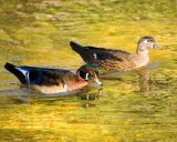 Wood Duck partners DSC_1320-ec.jpg