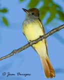 Great Crested Flycatcher