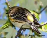 Yellow-rumped Warbler DSC0335-ec.jpg