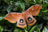 Sphinx Moth-6004