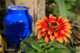 Spring Flowers-5300 copy.jpg