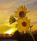 Flowers and Sunset-9626