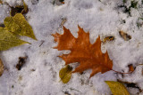 Leaves and snow Thanksgiving Day 2010 Boise-2498.jpg
