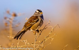 White Crowned Sparrow 3609