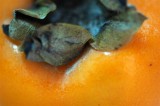 persimmon