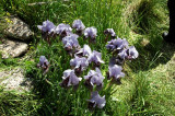 Iris hermona אירוס החרמון