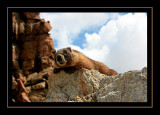 Marmot on Columbine Pass
