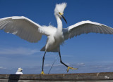 February 11, 2009 - Dancing bird