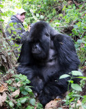 PRIMATE - GORILLA - MOUNTAIN GORILLA - AMOHORO GROUP - PARC DU VULCANS RWANDA (233).JPG