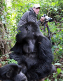 PRIMATE - GORILLA - MOUNTAIN GORILLA - AMOHORO GROUP - PARC DU VULCANS RWANDA (237).JPG