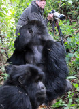 PRIMATE - GORILLA - MOUNTAIN GORILLA - AMOHORO GROUP - PARC DU VULCANS RWANDA (240).JPG