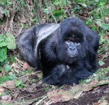 PRIMATE - GORILLA - MOUNTAIN GORILLA - AMOHORO GROUP - PARC DU VULCANS RWANDA (273).JPG