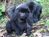 PRIMATE - GORILLA - MOUNTAIN GORILLA - AMOHORO GROUP - PARC DU VULCANS RWANDA (292).JPG