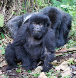 PRIMATE - GORILLA - MOUNTAIN GORILLA - AMOHORO GROUP - PARC DU VULCANS RWANDA (293).JPG