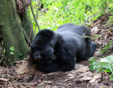 PRIMATE - GORILLA - MOUNTAIN GORILLA - AMOHORO GROUP - PARC DU VULCANS RWANDA (358).JPG