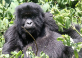 PRIMATE - GORILLA - MOUNTAIN GORILLA - PARC DU VOLCANS RWANDA 2012 (194).JPG