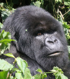 PRIMATE - GORILLA - MOUNTAIN GORILLA - PARC DU VOLCANS RWANDA 2012 (230).JPG