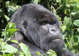 PRIMATE - GORILLA - MOUNTAIN GORILLA - PARC DU VOLCANS RWANDA 2012 (237).JPG