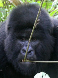 PRIMATE - GORILLA - MOUNTAIN GORILLA - PARC DU VOLCANS RWANDA 2012 (267).JPG