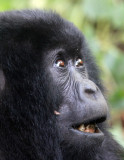 PRIMATE - GORILLA - MOUNTAIN GORILLA - PARC DU VOLCANS RWANDA 2012 (314).JPG