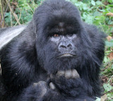 PRIMATE - GORILLA - MOUNTAIN GORILLA - PARC DU VOLCANS RWANDA 2012 (339).JPG