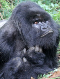 PRIMATE - GORILLA - MOUNTAIN GORILLA - PARC DU VOLCANS RWANDA 2012 (348).JPG