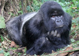 PRIMATE - GORILLA - MOUNTAIN GORILLA - PARC DU VOLCANS RWANDA 2012 (362).JPG