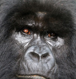 PRIMATE - GORILLA - MOUNTAIN GORILLA - PARC DU VOLCANS RWANDA 2012 (366).JPG
