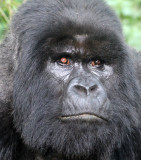 PRIMATE - GORILLA - MOUNTAIN GORILLA - PARC DU VOLCANS RWANDA 2012 (368).JPG