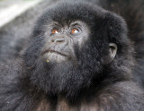 PRIMATE - GORILLA - MOUNTAIN GORILLA - PARC DU VOLCANS RWANDA 2012 (389).JPG