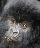 PRIMATE - GORILLA - MOUNTAIN GORILLA - PARC DU VOLCANS RWANDA 2012 (402).JPG