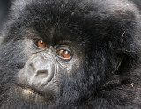 PRIMATE - GORILLA - MOUNTAIN GORILLA - PARC DU VOLCANS RWANDA 2012 (404).JPG