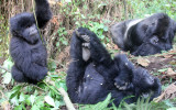 PRIMATE - GORILLA - MOUNTAIN GORILLA - PARC DU VOLCANS RWANDA 2012 (424).JPG