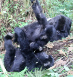 PRIMATE - GORILLA - MOUNTAIN GORILLA - PARC DU VOLCANS RWANDA 2012 (443).JPG