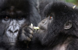 PRIMATE - GORILLA - MOUNTAIN GORILLA - PARC DU VOLCANS RWANDA 2012 (453).JPG