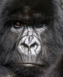 PRIMATE - GORILLA - MOUNTAIN GORILLA - PARC DU VOLCANS RWANDA 2012 (460).JPG