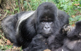 PRIMATE - GORILLA - MOUNTAIN GORILLA - PARC DU VOLCANS RWANDA 2012 (470).JPG
