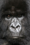 PRIMATE - GORILLA - MOUNTAIN GORILLA - PARC DU VOLCANS RWANDA 2012 (471).JPG