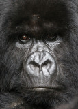 PRIMATE - GORILLA - MOUNTAIN GORILLA - PARC DU VOLCANS RWANDA 2012 (473).JPG