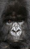 PRIMATE - GORILLA - MOUNTAIN GORILLA - PARC DU VOLCANS RWANDA 2012 (476).JPG