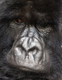PRIMATE - GORILLA - MOUNTAIN GORILLA - PARC DU VOLCANS RWANDA 2012 (521).JPG