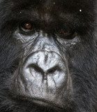 PRIMATE - GORILLA - MOUNTAIN GORILLA - PARC DU VOLCANS RWANDA 2012 (523).JPG