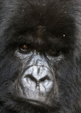 PRIMATE - GORILLA - MOUNTAIN GORILLA - PARC DU VOLCANS RWANDA 2012 (524).JPG