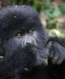 PRIMATE - GORILLA - MOUNTAIN GORILLA - PARC DU VOLCANS RWANDA 2012 (531).JPG