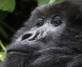 PRIMATE - GORILLA - MOUNTAIN GORILLA - PARC DU VOLCANS RWANDA 2012 (571).JPG