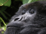 PRIMATE - GORILLA - MOUNTAIN GORILLA - PARC DU VOLCANS RWANDA 2012 (573).JPG