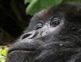 PRIMATE - GORILLA - MOUNTAIN GORILLA - PARC DU VOLCANS RWANDA 2012 (580).JPG