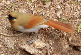BIRD - LAUGHINGTHRUSH - RUSTY LAUGHINGTHRUSH - HUANGSHAN NATIONAL PARK - ANHUI PROVINCE CHINA (4).JPG